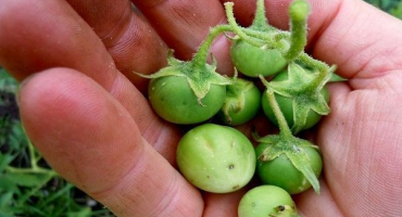 Jak správně pěstovat a pečovat o brambory v zemi?